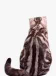 Chaton scottish fold assis de dos | fr.123fr.com