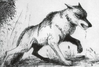 Le loup et la rage | Le loup, Seigneur des Forêts et de mon Coeur